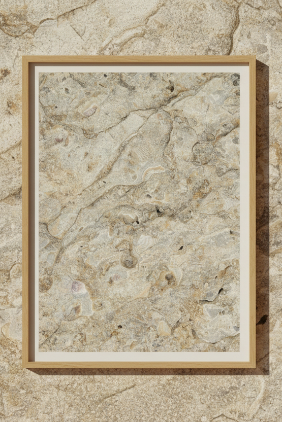 Calcaire Fossilifère