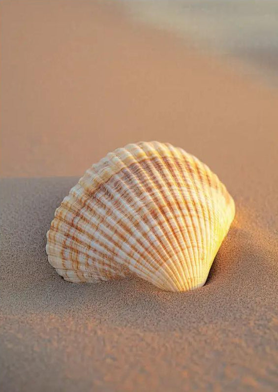Golden Hour — Ivory Shell Sand Minimalist Wall Art