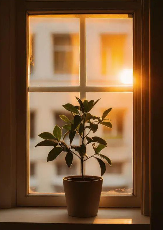 The Evening Plant — Minimalist Golden Plant in Sunlight Wall Poster