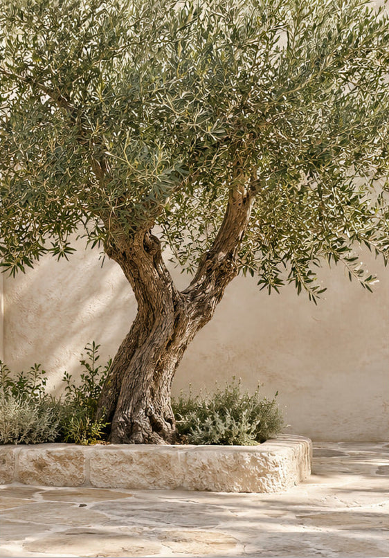 Der alte Olivenbaum — ungerahmtes Poster 70 × 100 cm, mattes Papier 189 g/m²