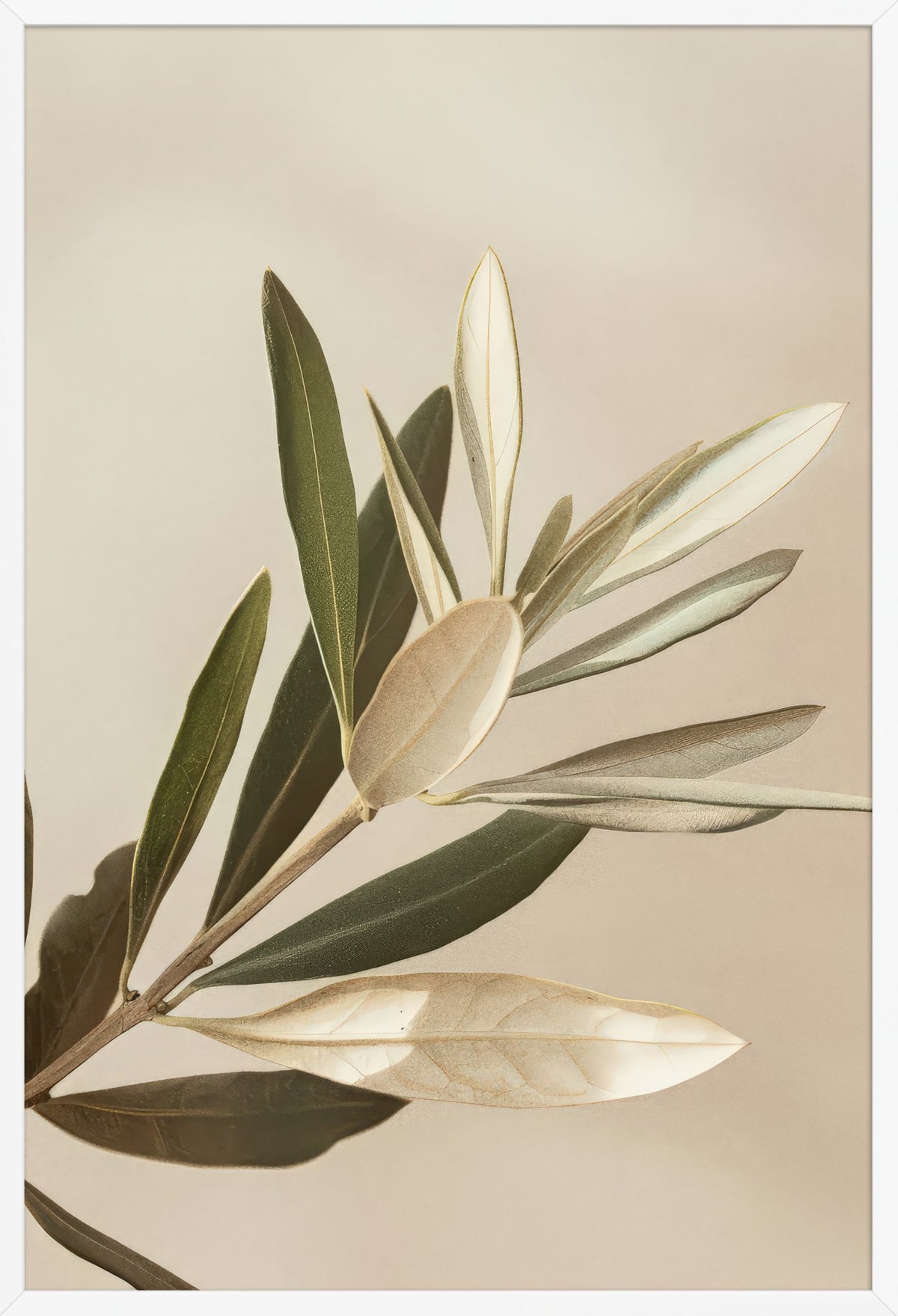 Olive Branch in Olive Green — poster in a white frame, front view