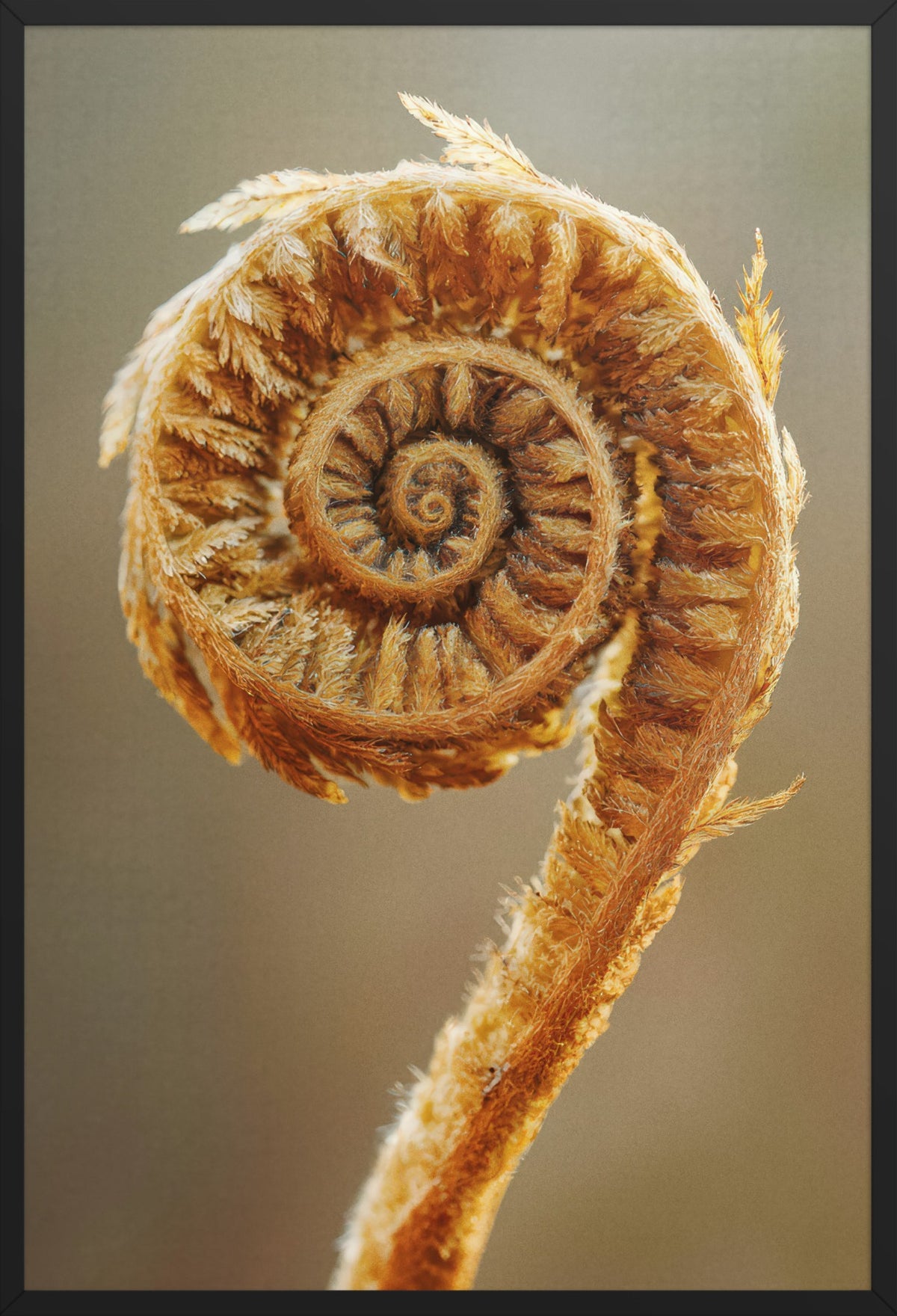 The Golden Crook — poster in a black frame, front view