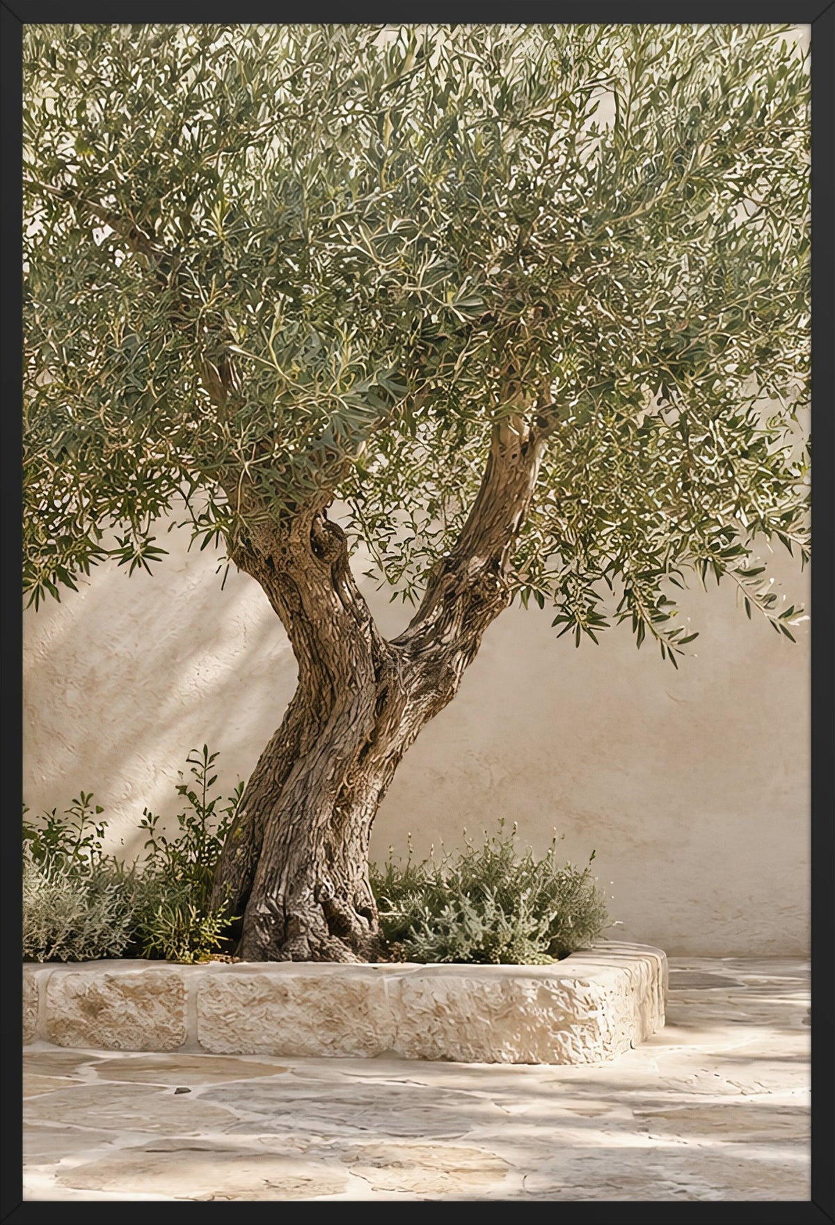 Der alte Olivenbaum — gerahmtes Poster, schwarzer Rahmen, 61 × 91 cm