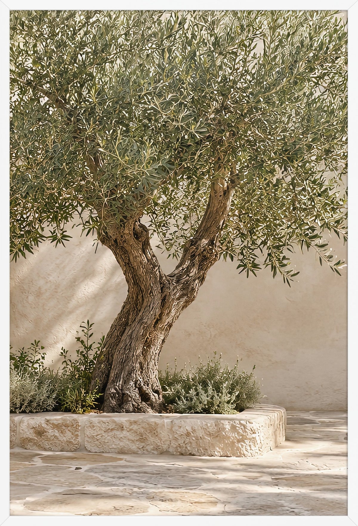 Der alte Olivenbaum — gerahmtes Poster, weißer Rahmen, 61 × 91 cm