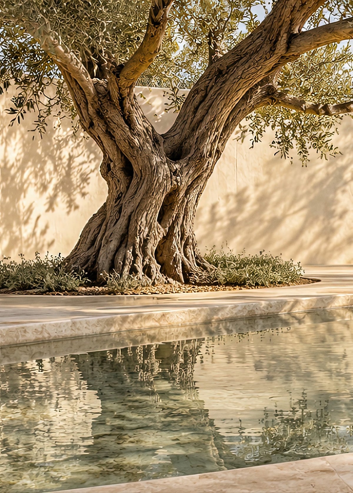 The Pool Olive Tree — wall poster, unframed poster