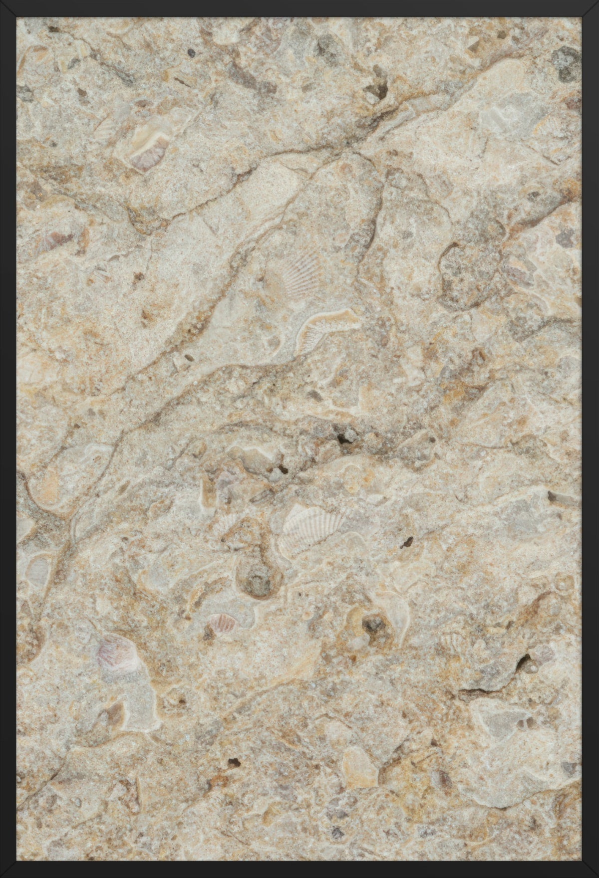 Fossiliferous Limestone — poster in a black frame, front view