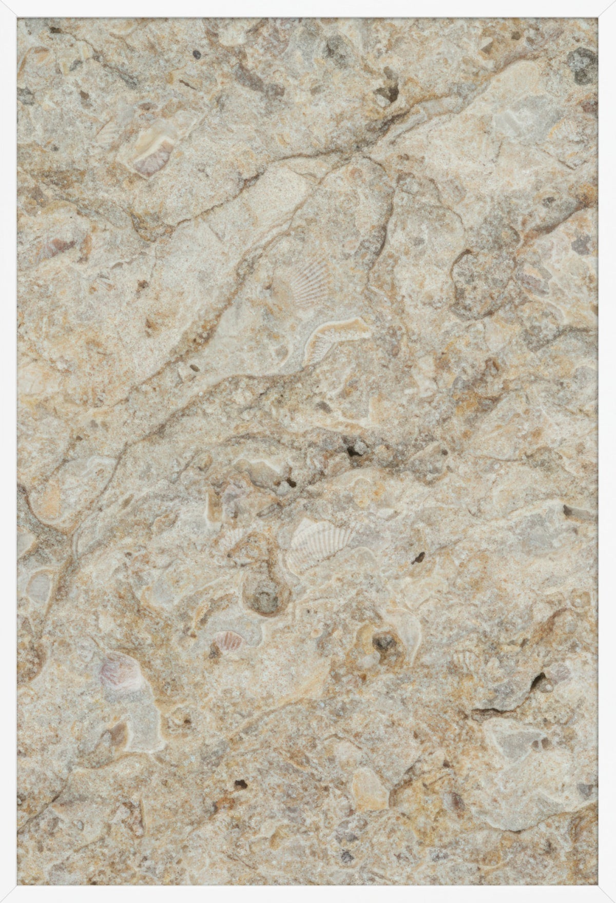 Fossiliferous Limestone — poster in a white frame, front view