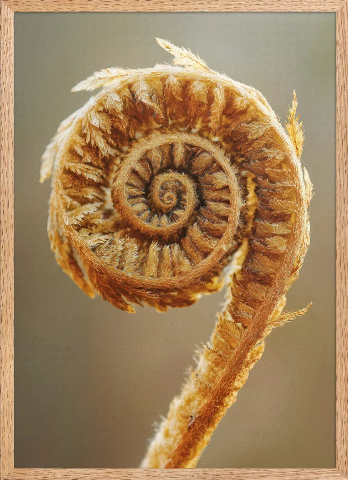 O Cajado de Ouro — Poster de parede minimalista ouro castanho samambaia espiral