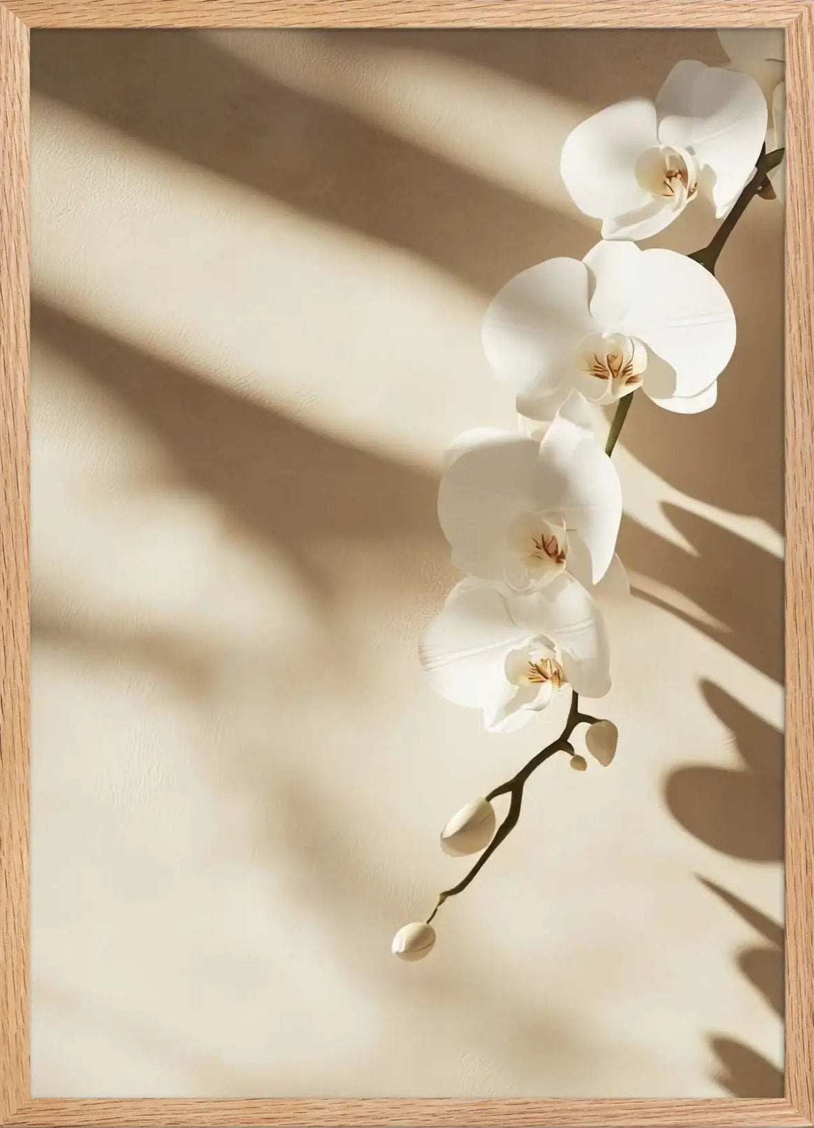 Orchidee und Schatten — Gerahmt