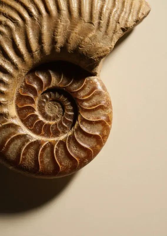Spirale d'Ammonite—Affiche murale minimaliste or brun texture minérale — affiche murale minimaliste | Cassili-home