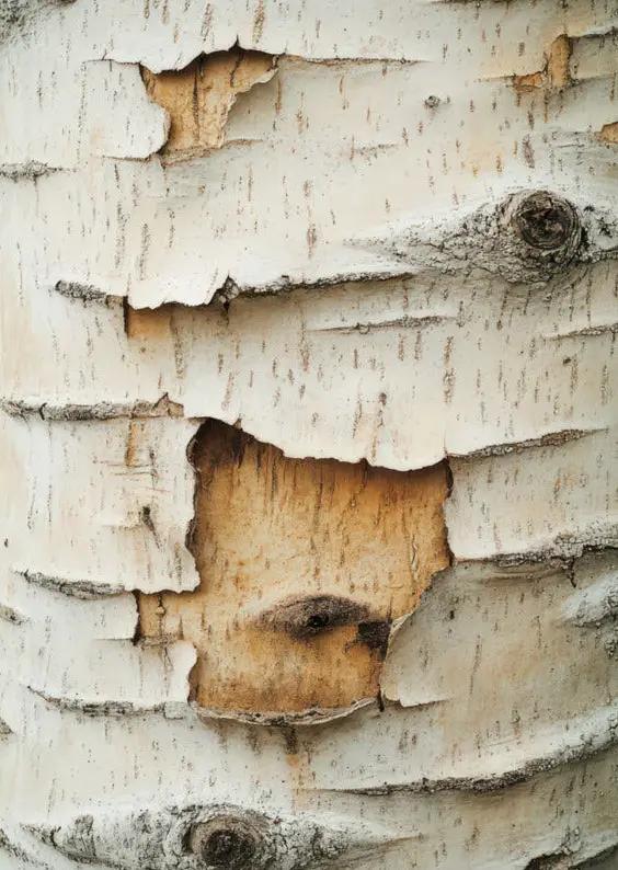 Écorce de Bouleau — Affiche Murale Minimaliste Blanc et Beige Texture Végétale — affiche murale minimaliste | Cassili-home