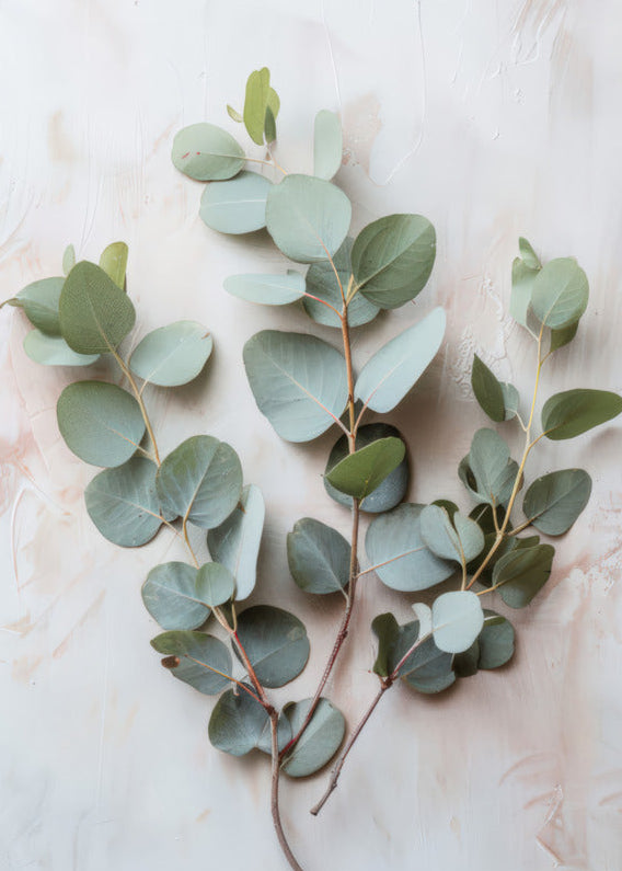 Herbier d’Eucalyptus — Affiche murale minimaliste vert sauge botanique — affiche murale minimaliste | Cassili-home