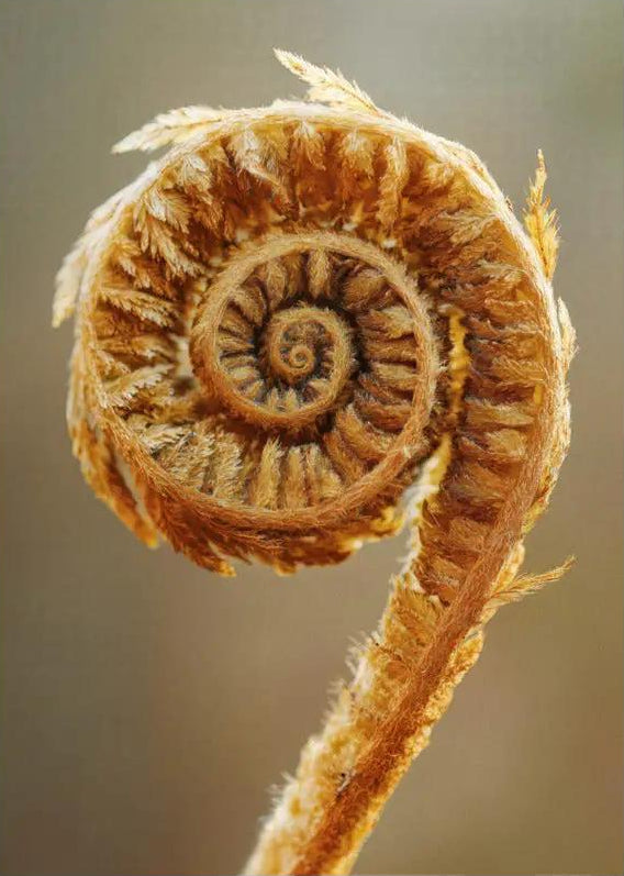 O Cajado de Ouro — Poster de parede minimalista ouro castanho samambaia espiral