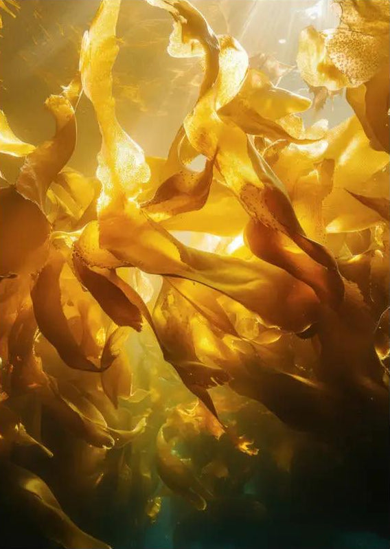 Amber Forest — Minimalist wall poster or underwater algae