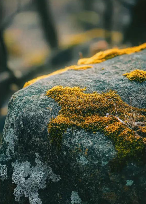 The Living Stone — Gold minimalist moss rock wall poster