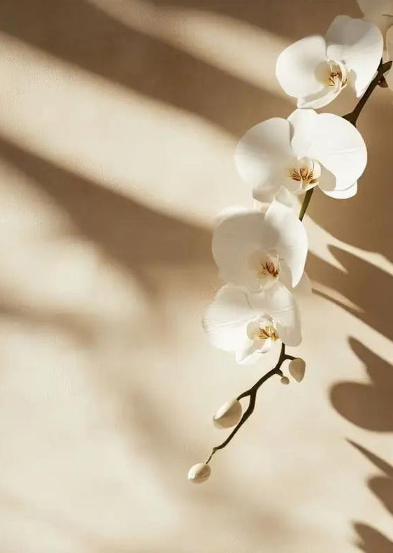 Die Orchidee und der Schatten – Minimalistisches Wandbild Elfenbein Blume