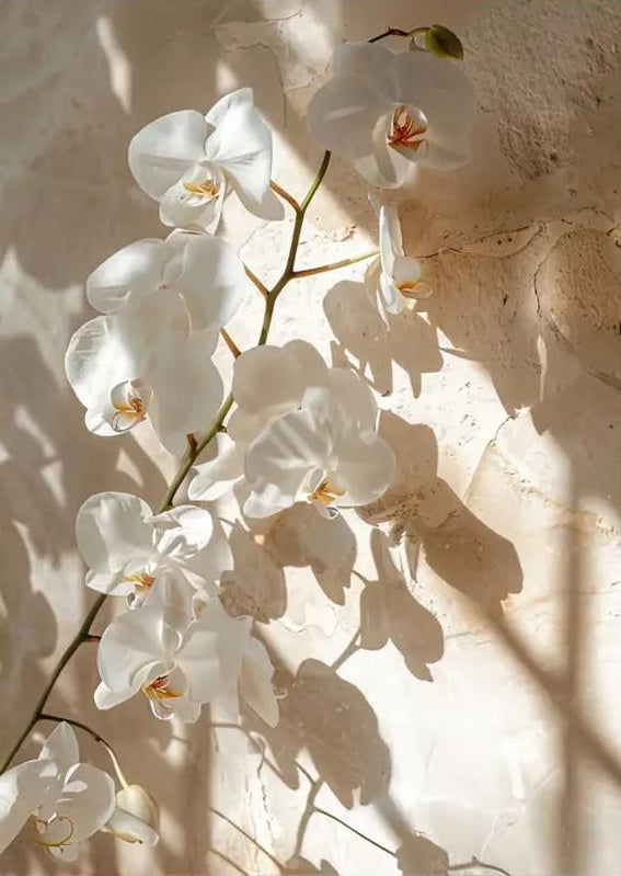 Der Orchideenzweig – Minimalistisches florales Poster in Elfenbein