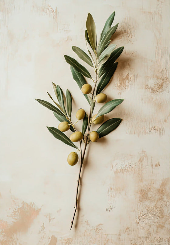 Poster Il Rametto con le Olive — un rametto d'ulivo carico di piccole olive su una parete crema patinata, formato 70 × 100 cm