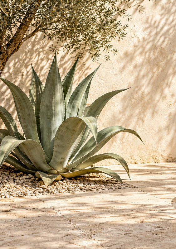 Die Agave unter dem Olivenbaum, minimalistisches Wandbild in Grün, Agave und Olivenbaum — Cassili-home