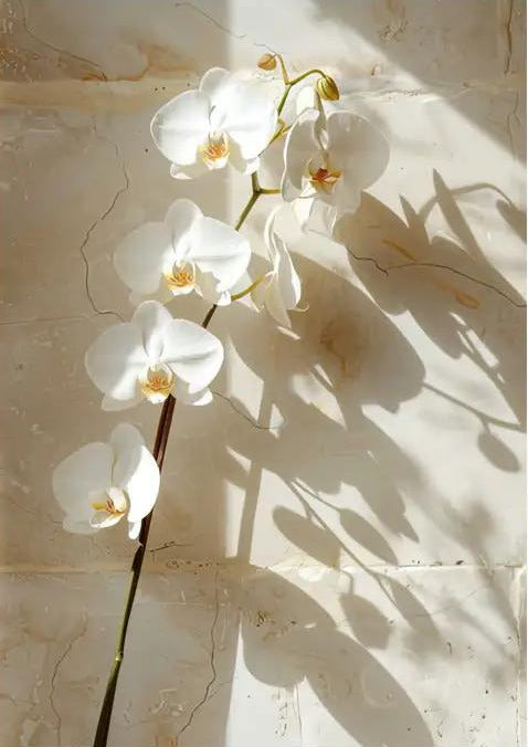Die Steinorchidee – Minimalistisches florales Wandposter in Elfenbein