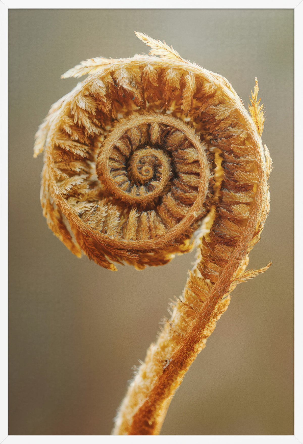 The Golden Crook — poster in a white frame, front view