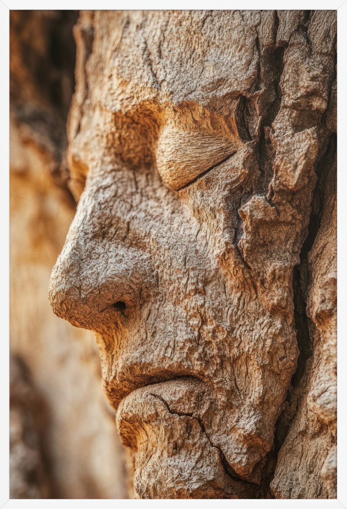 Oak Face — poster in a white frame, front view
