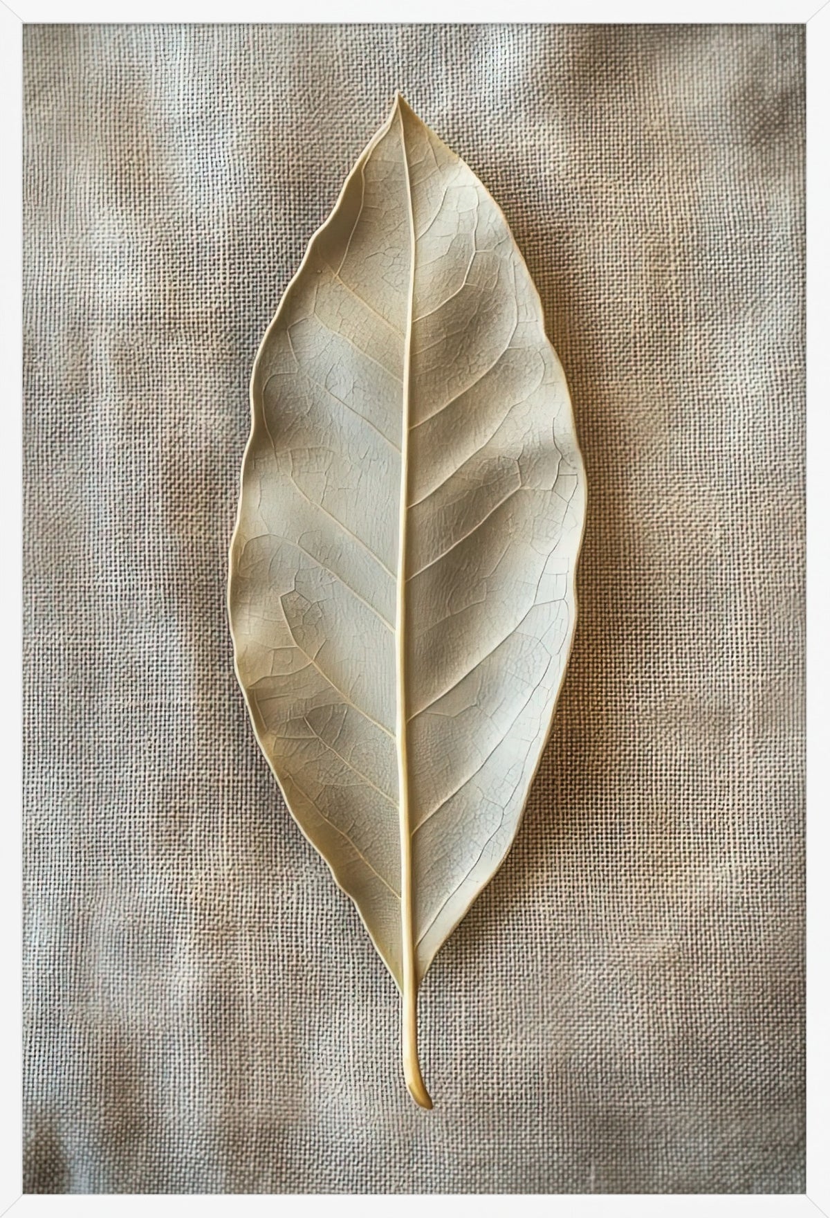 The Bay Leaf — poster in a white frame, front view