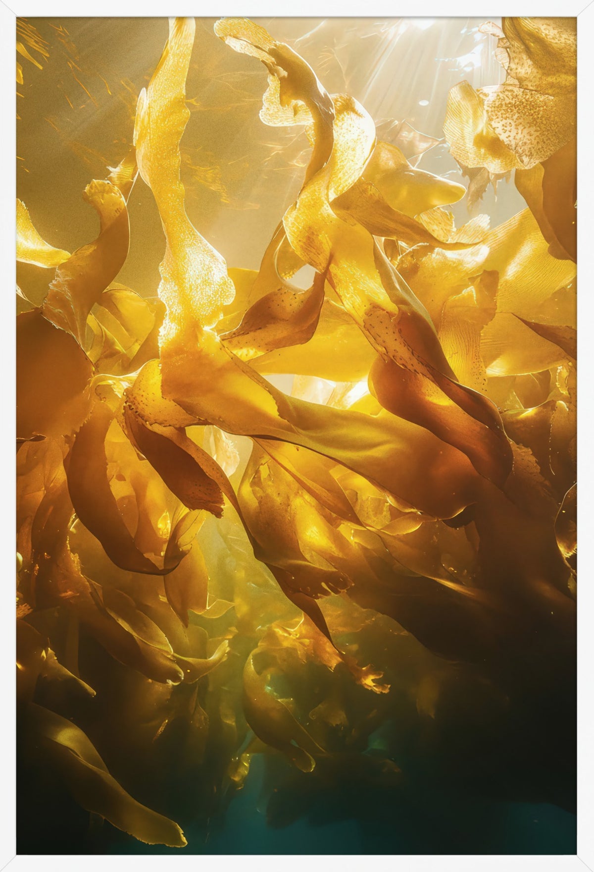 Amber Forest — poster in a white frame, front view