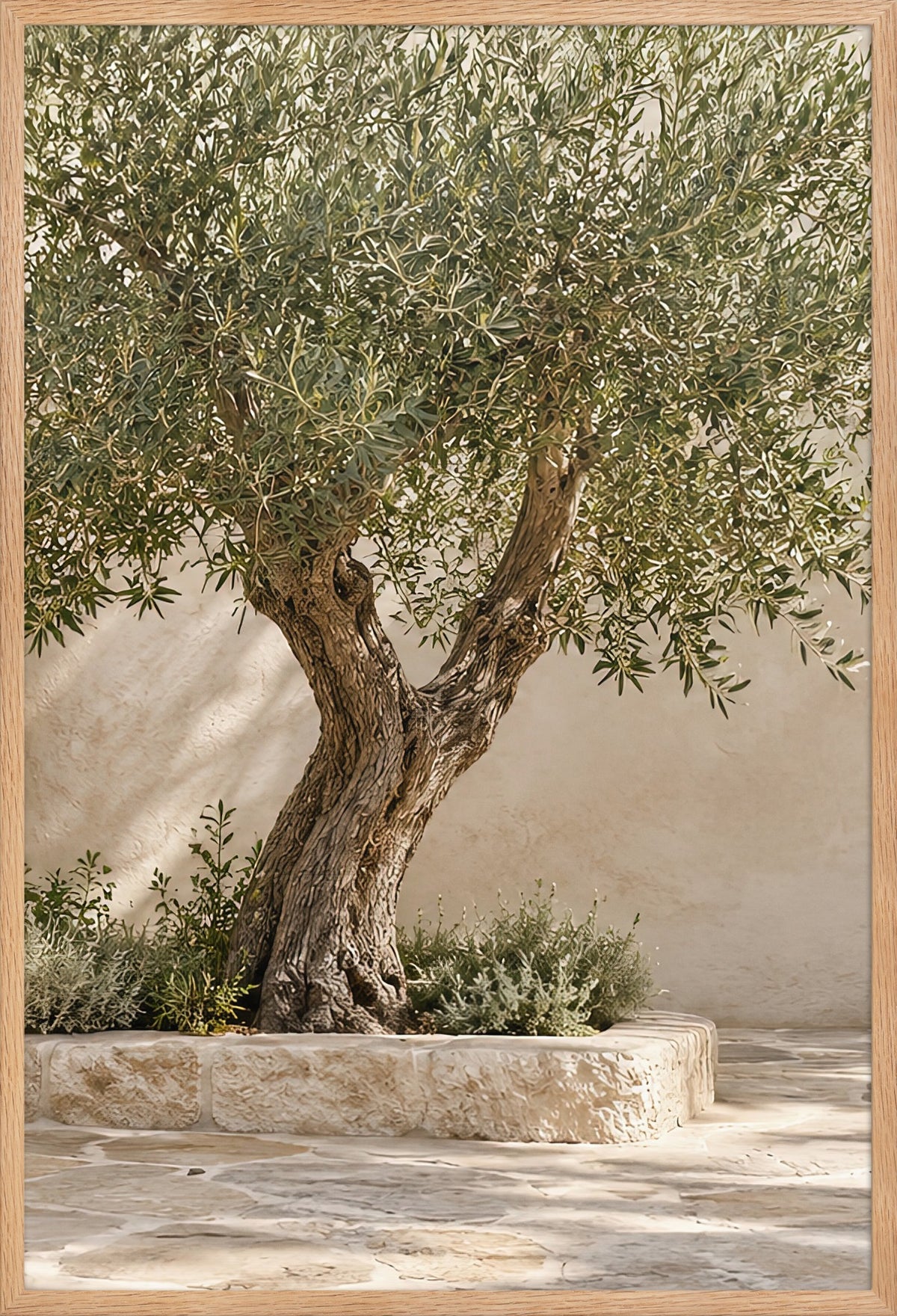 Der alte Olivenbaum — gerahmtes Poster, Rahmen aus massiver Eiche, 61 × 91 cm, bereit zum Aufhängen