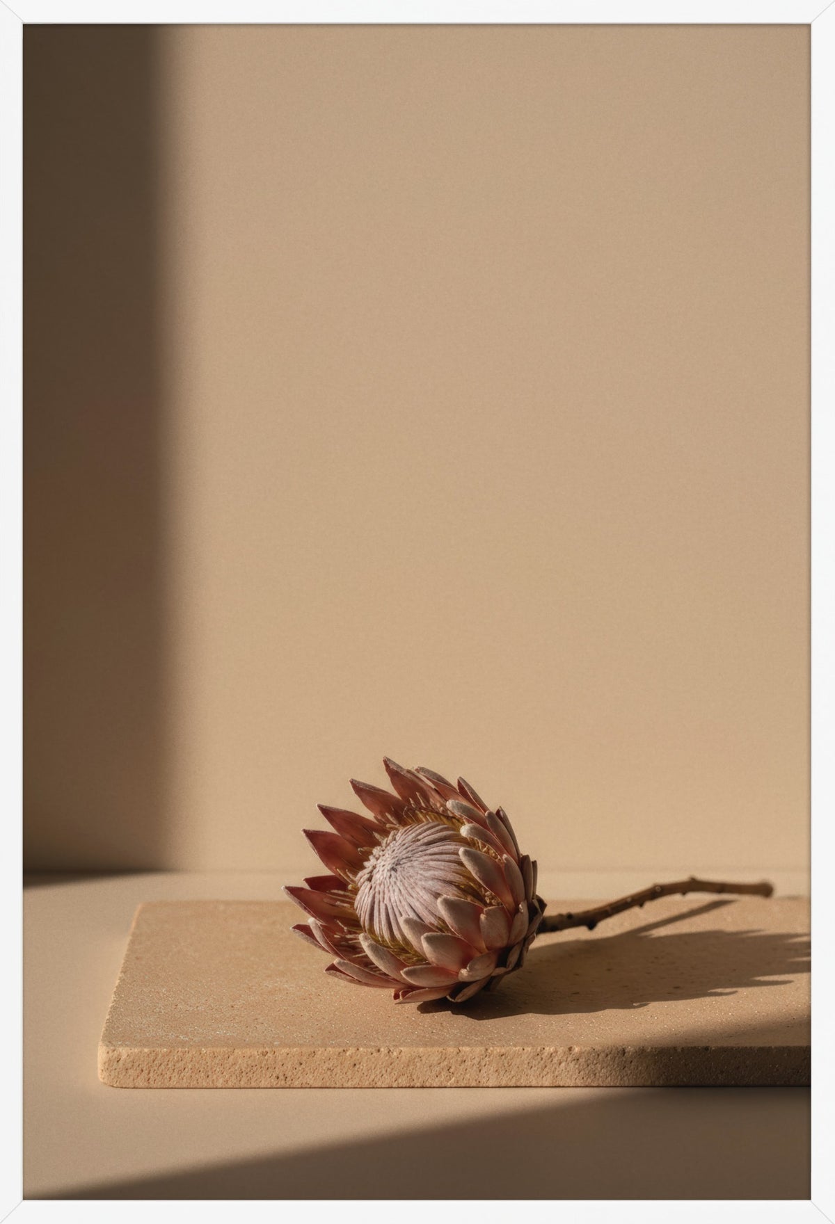 Protea on Travertine — poster in a white frame, front view
