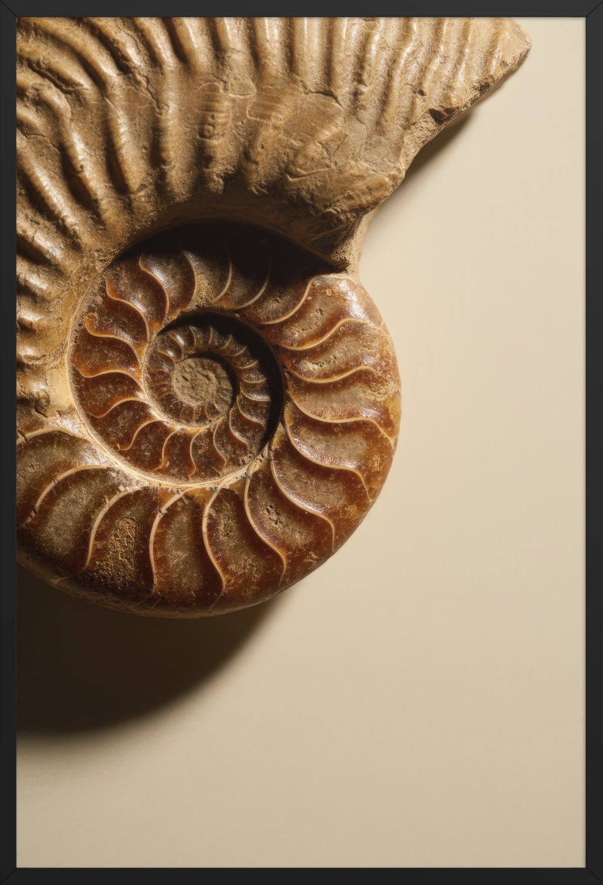 Ammonite Spiral — poster in a black frame, front view