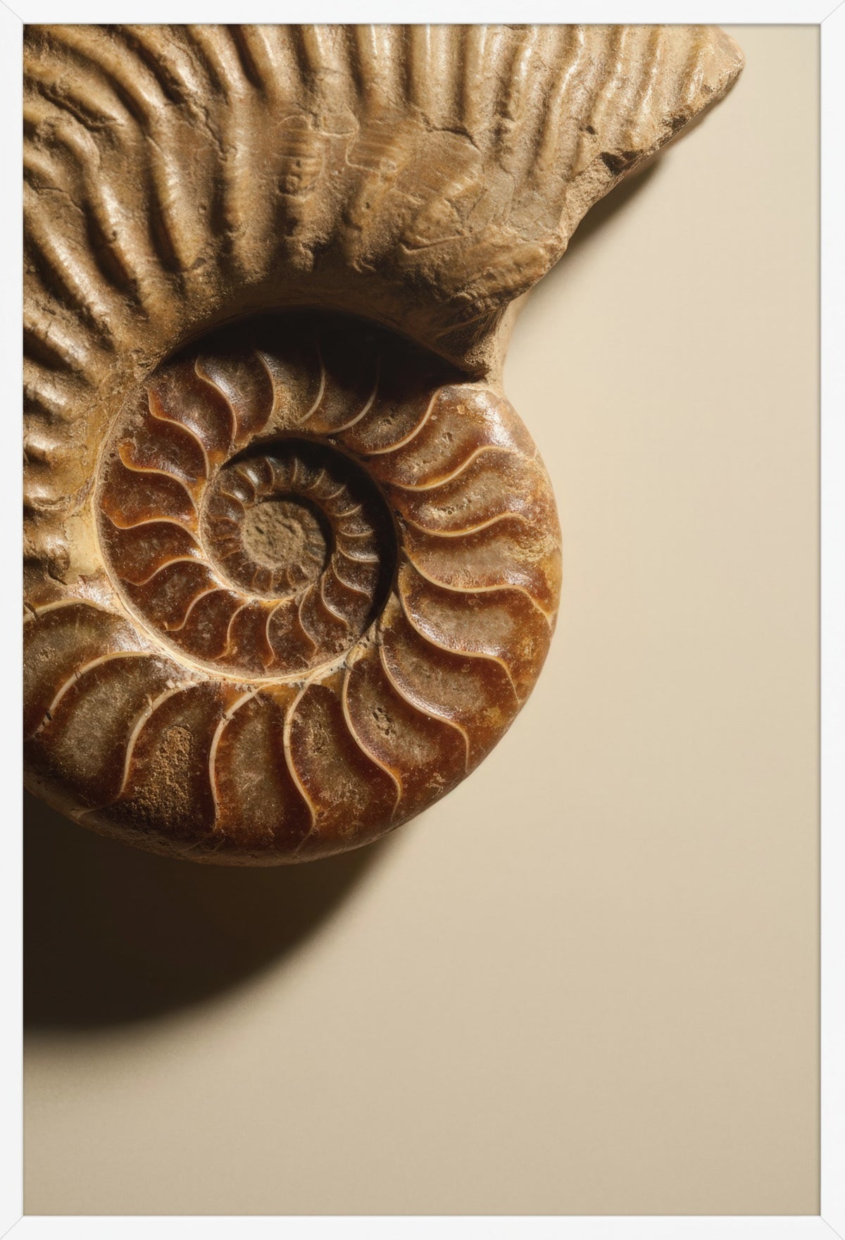 Ammonite Spiral — poster in a white frame, front view